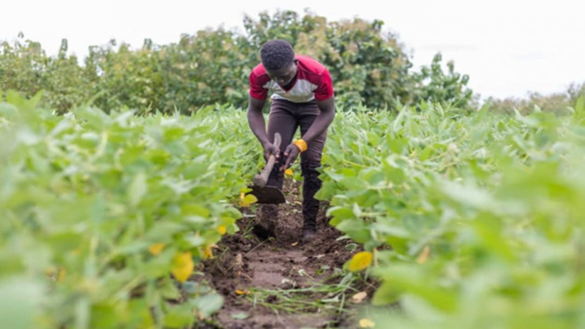 Agriculture biologique : le Togo se dote d’un référentiel national
